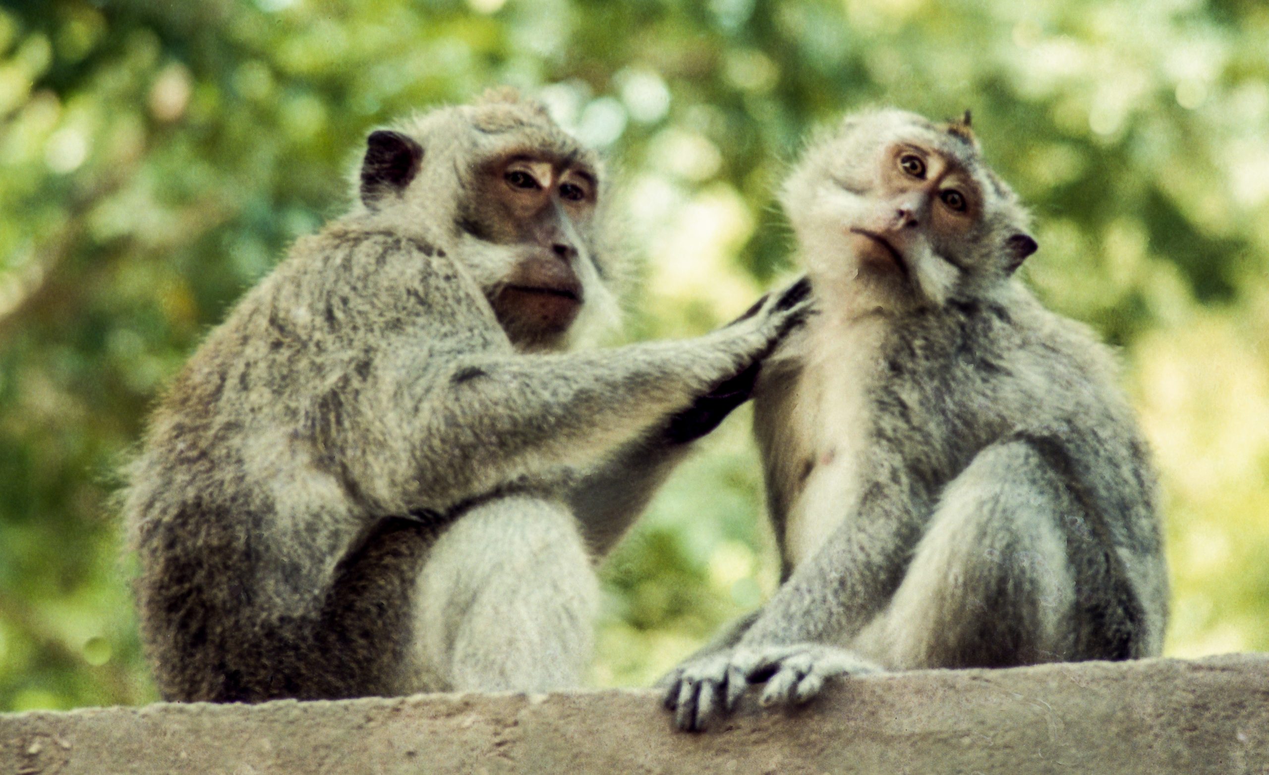 Java, Indonesia, Asia