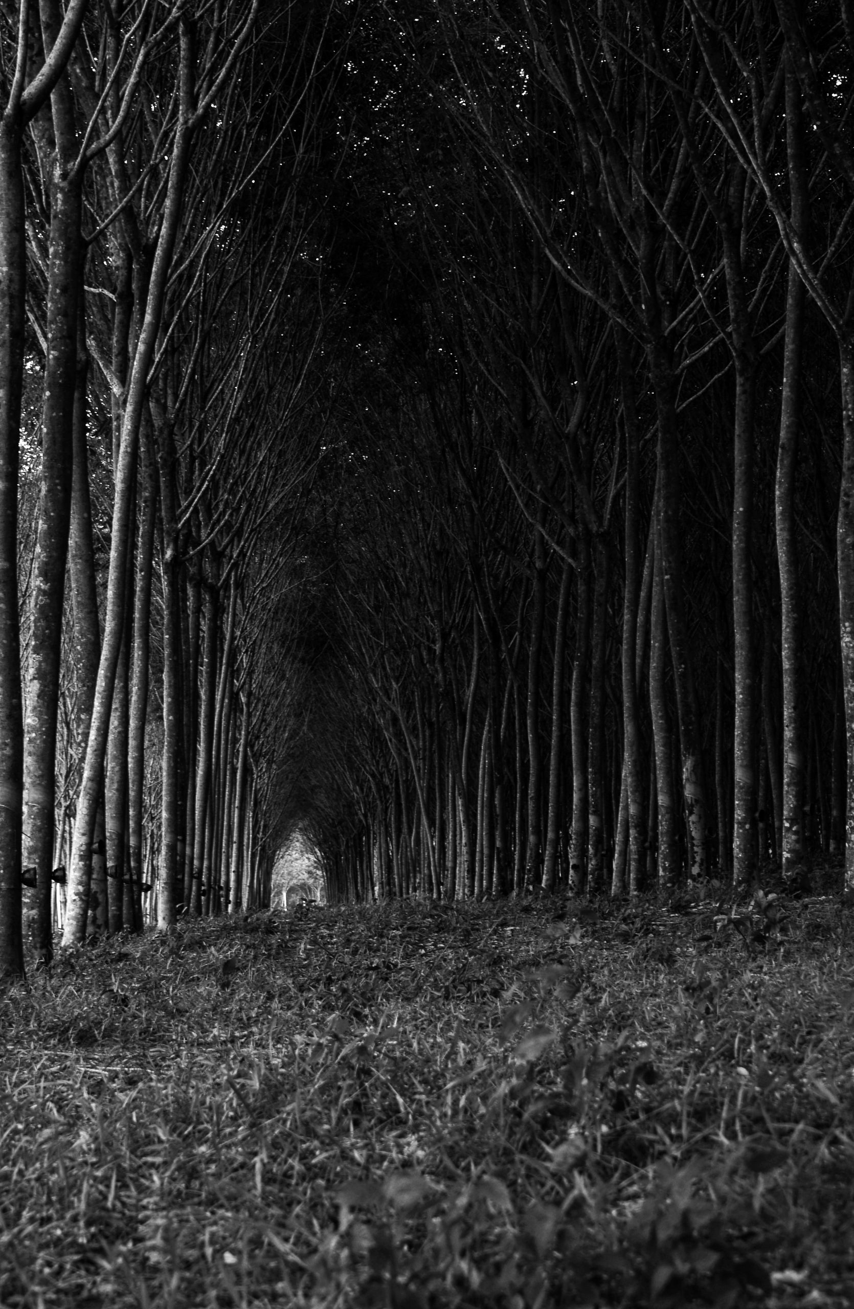 Khao Lak, Thailand, Asia