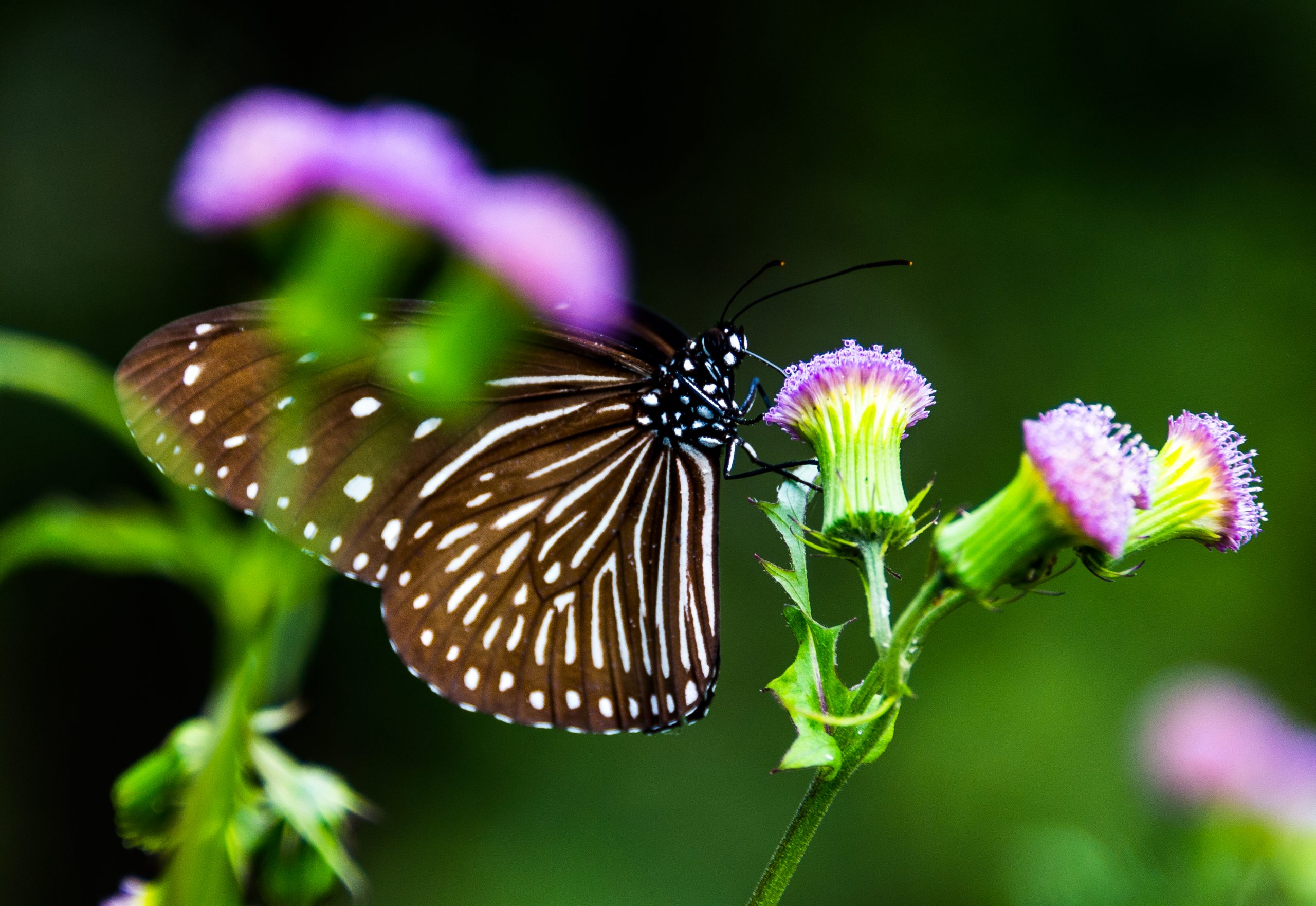 Mae Salong, Thailand, Asia