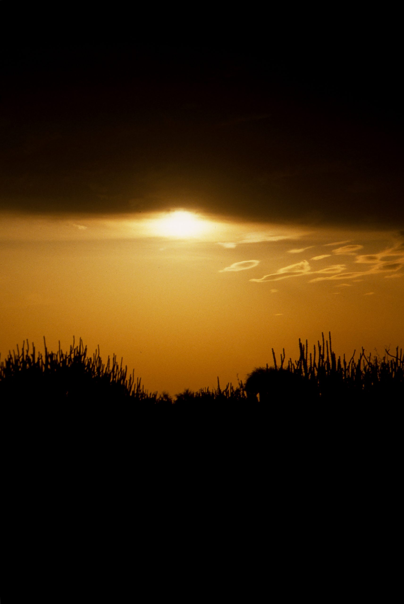 Thar Desert, Jaisalmer, Rajasthan, India, Asia