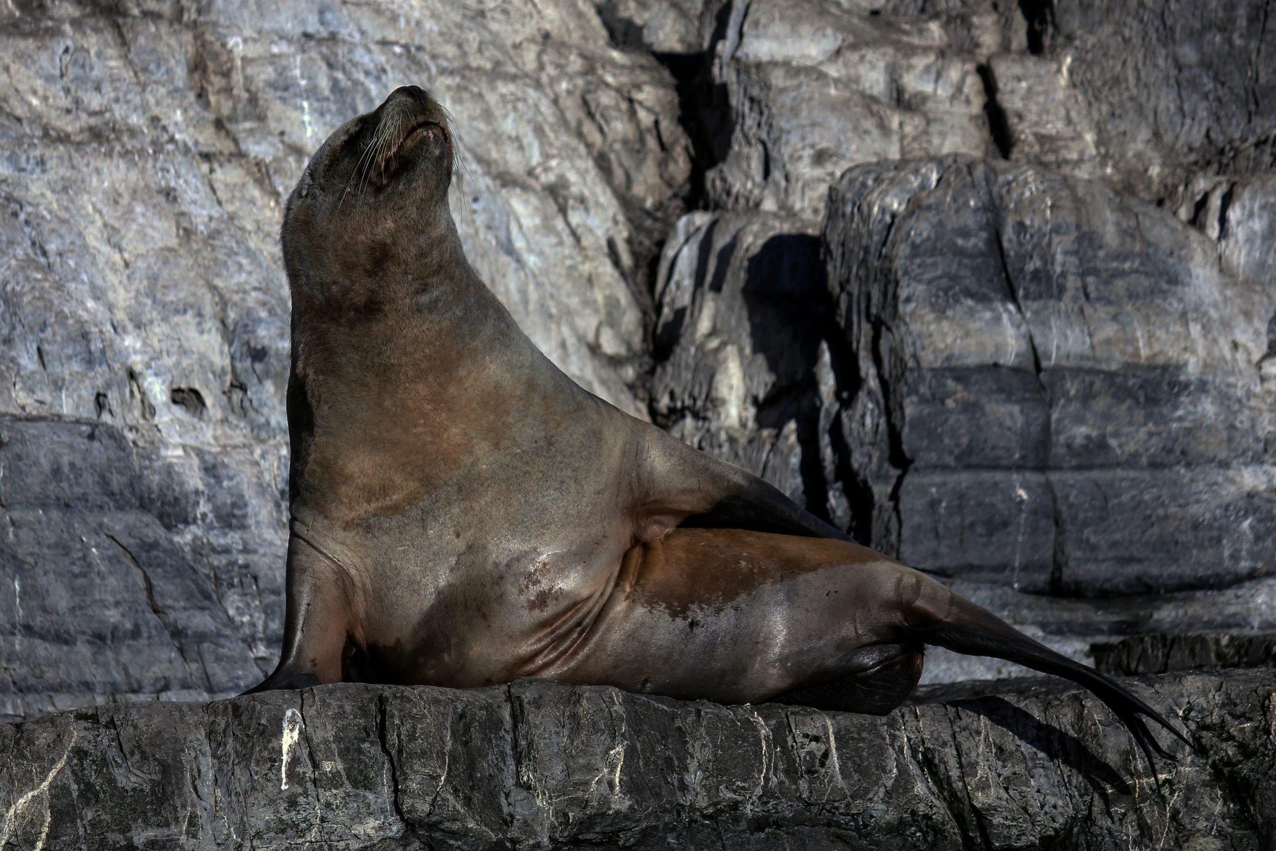 Isla de Los Lobos, Beagle Channel, Argentina, South America