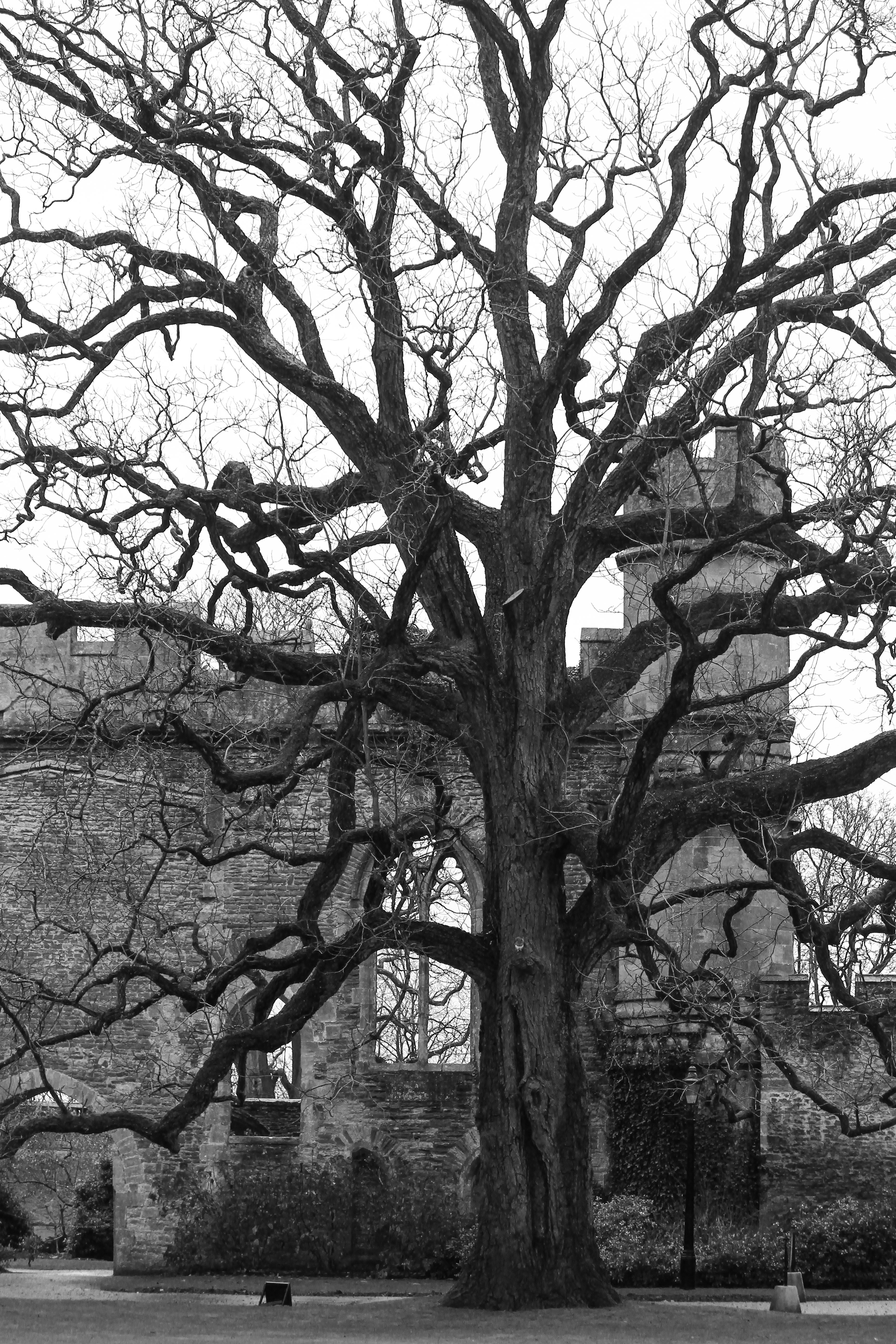 Wells, Somerset, England, United Kingdom