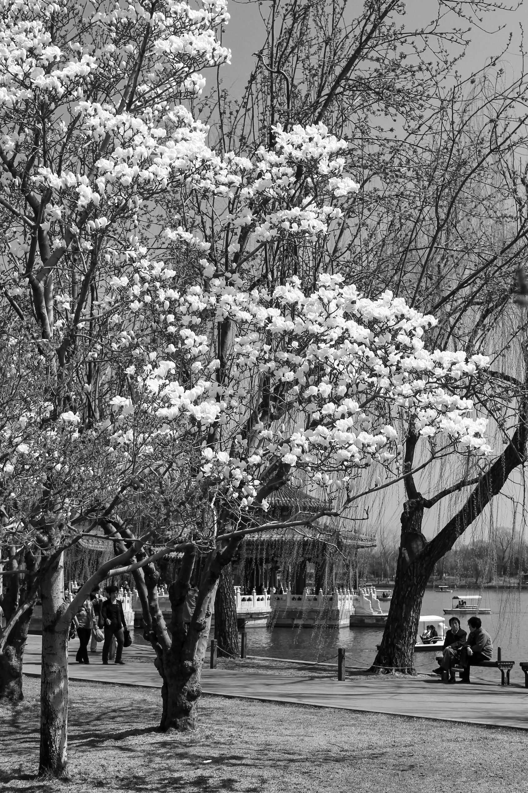 Zhonghai Lake, Beijing, China, Asia