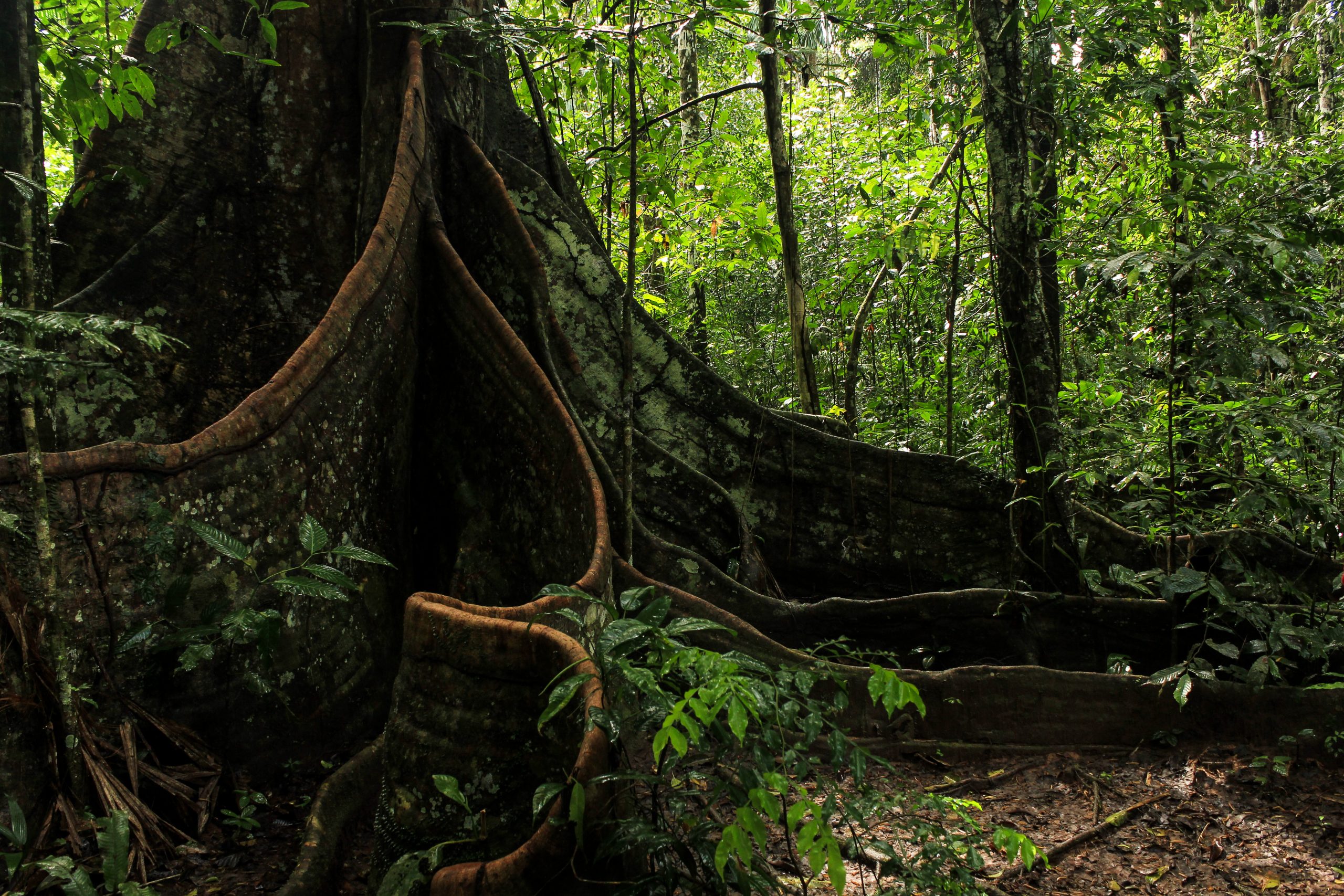 Madidi National Park, Amazon Basin, Bolivia, South America