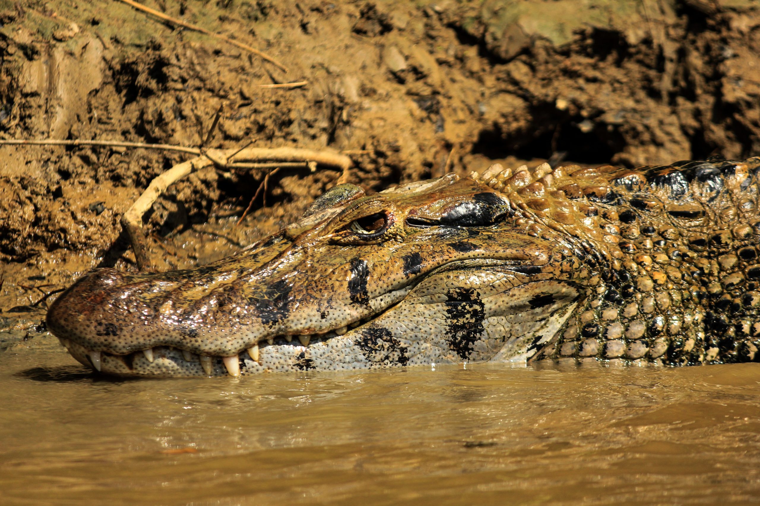 Rio Yacuma, Amazon Basin, Bolivia, South America
