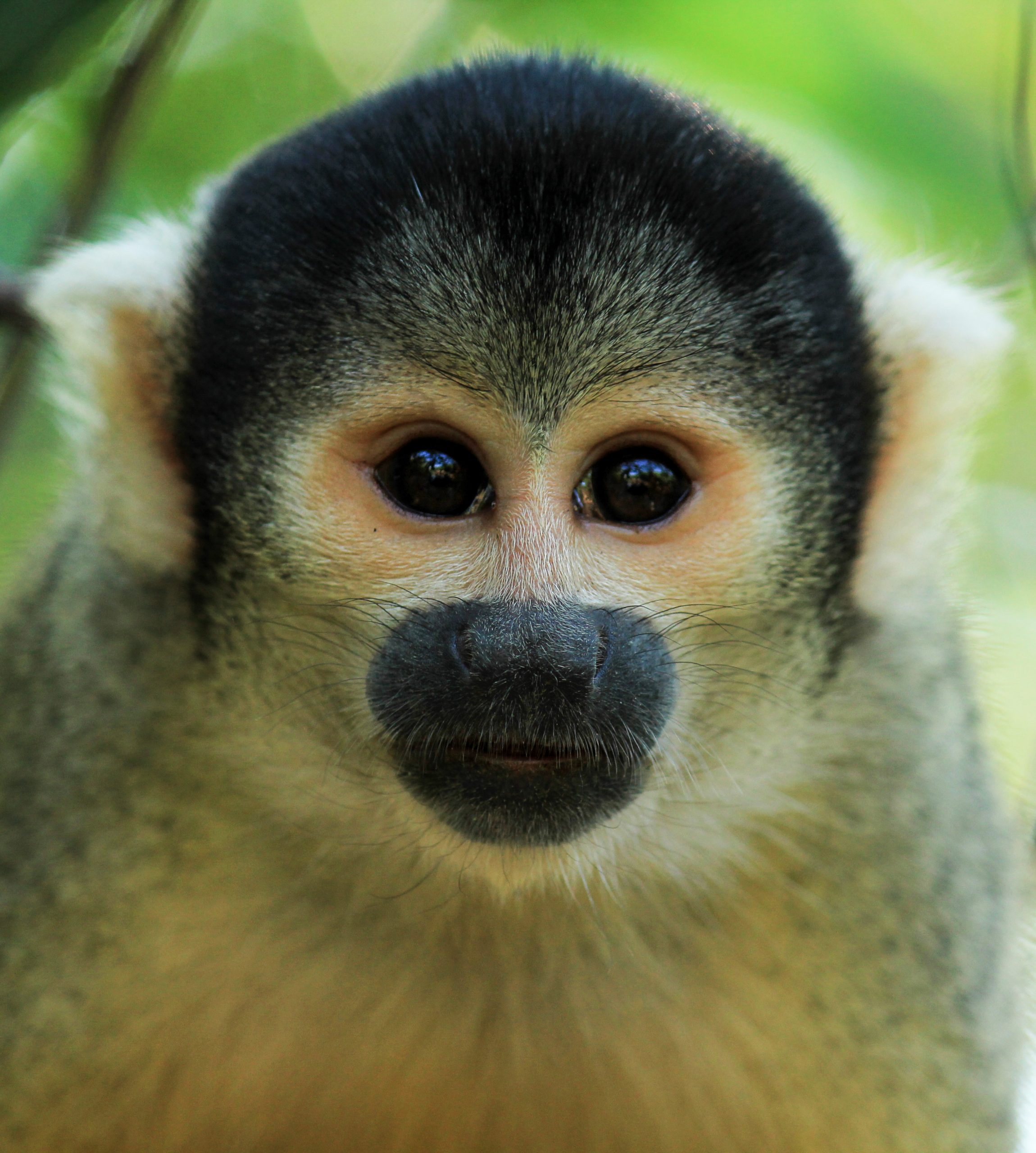 Madidi National Park, Amazon Basin, Bolivia, South America
