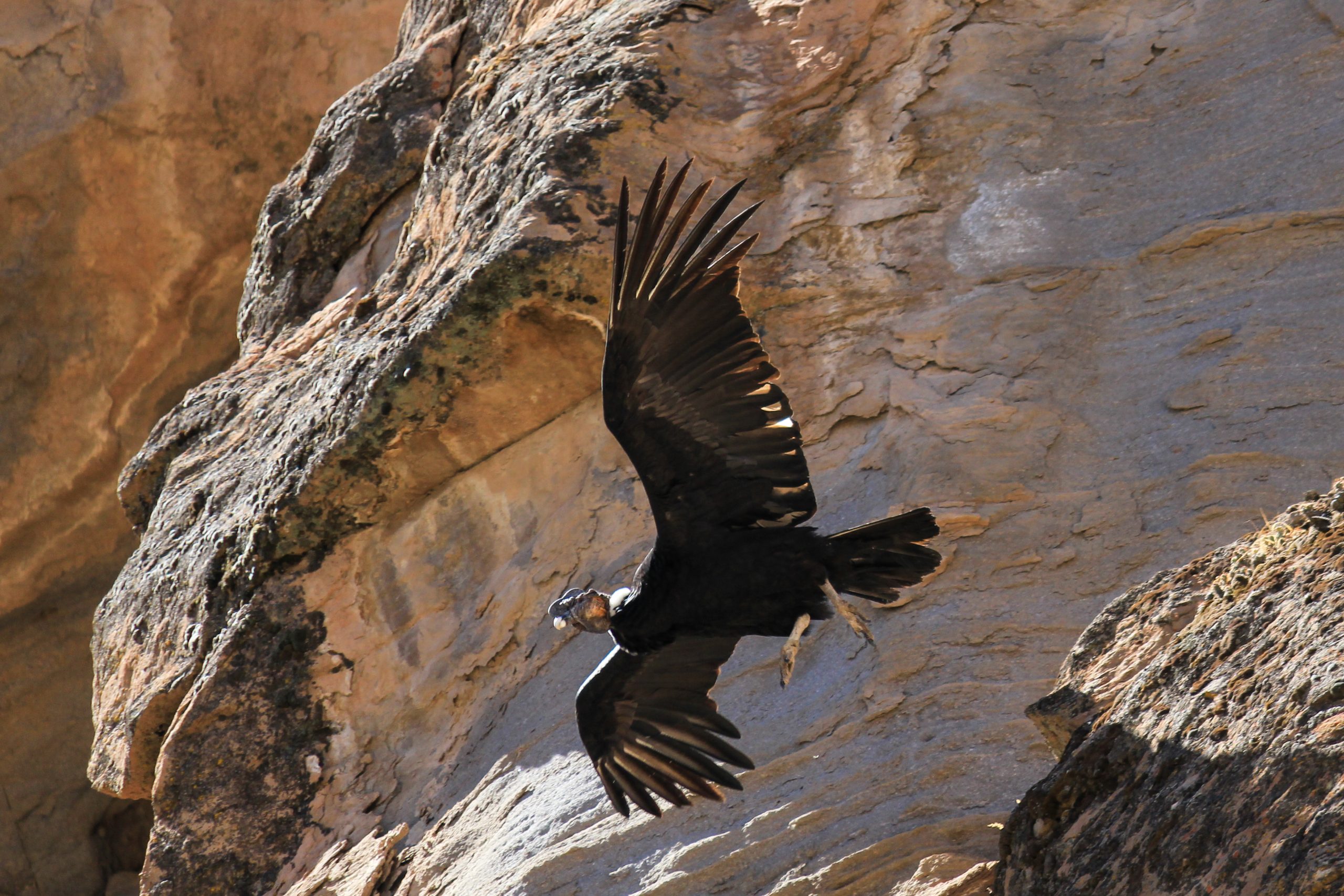Condors Cross, Colca Canyon, Peru, South America