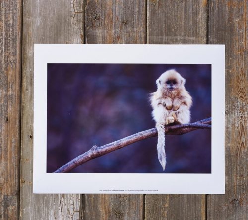 Lustre Photo Paper Lustre Photo Paper (240gsm)