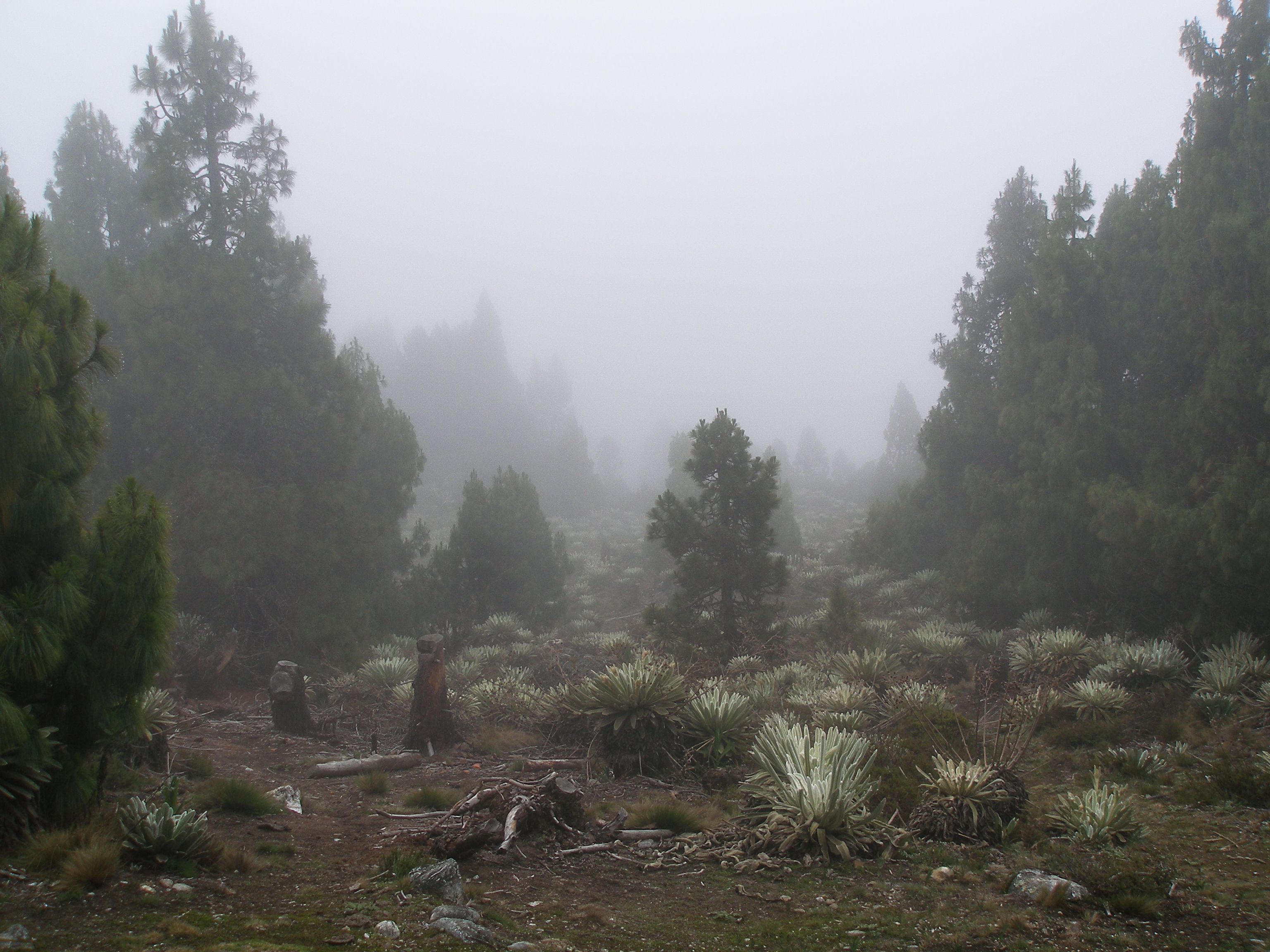El Páramo de Piñango, Mérida, Venezuela, South America